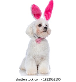 little bichon dog wearing bunny ears and bowtie is looking away and sitting on white background