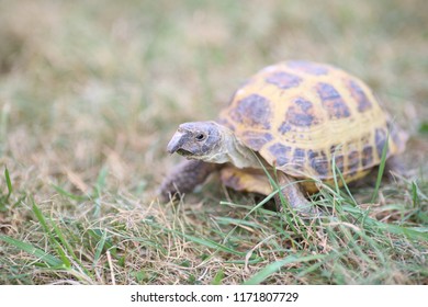 100 Turtle Long Nose Images, Stock Photos & Vectors 