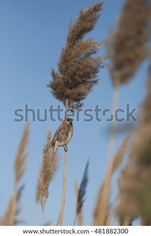 Similar – Image, Stock Photo No pipe sparrow