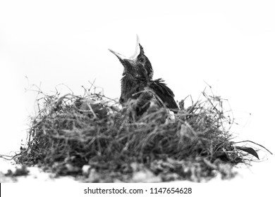 最も共有された 小鳥 イラスト 白黒 動物画像無料