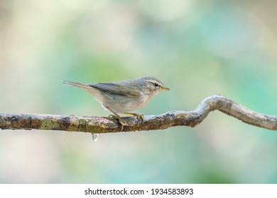 Little bird Dusky Warbler(Phylloscopus fuscatus) Sticking to the branches in the rainforest. - Shutterstock ID 1934583893