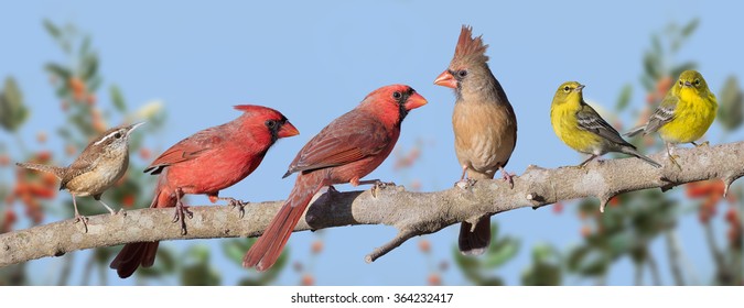 flock of cardinals flock of cardinals