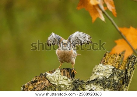 Little bird flying away from tree