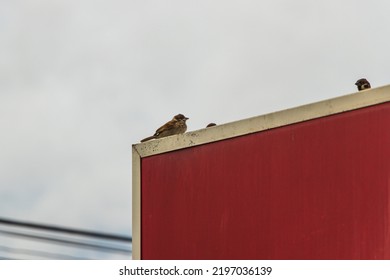 The Little Bird Was Flying Back To His Nest In The Evening.