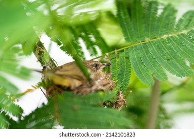 A Little Bird Is Hatching Eggs In The Dired Hay Nest On The Tree Branch. Animal Wildlife Photo, Close-up And Selective Focus At The Bird's Eye.