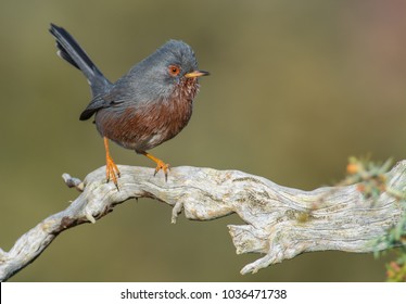 Little bird with nice colors perched on a twisted branch.Taken in a sunny day with a bright green bakcground. Dartford warbler (Silvia undata)
