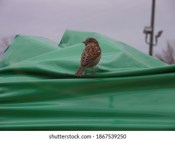 Little Bird On A Big Green Tarp.