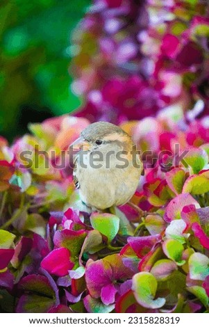 a little bird on the colorful flowers 