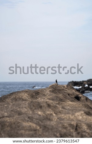 The little bird on the seaside rocks