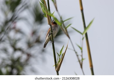 Little Bird Perched On Bamboo Plant. Indonesia