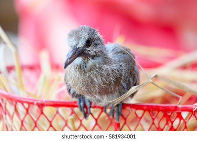 A little bird perched on a basket.