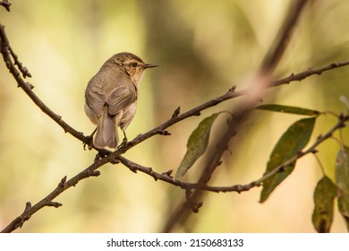 Little Bird Perched On A Branch