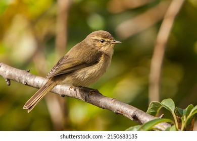 Little Bird Perched On A Branch