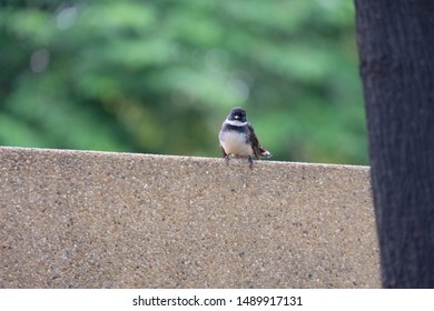 A little bird perched on the edge of the wall - Shutterstock ID 1489917131