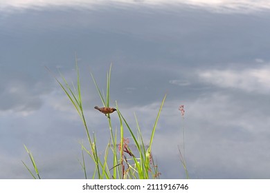 A Little Bird Perched On The Grass By The Water's Edge.