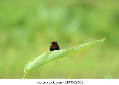 Little Bird Perched On Large Leaf In The Park.