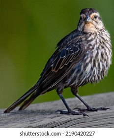 Little Bird Perched On A Piece Of Wood