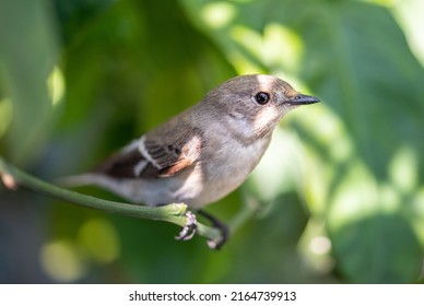 Little Bird Perched On The Tree In My Garden