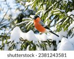 Little bird perching on branch of snowy fir. The common bullfinch, winter time