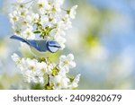 Little bird perching on branch with white flowers of blossom cherry tree. The blue tit. Spring background