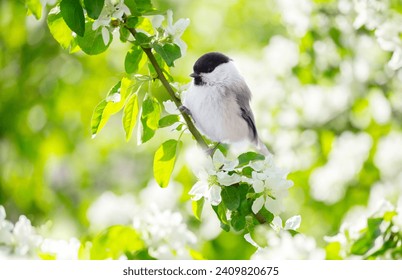 Little bird perching on branch of blossom apple tree with white flowers. Black capped chickadee. Spring background - Powered by Shutterstock