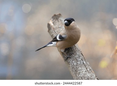 Little bird perching on branch of old tree on colorful background. Female of common bullfinch. Pyrrhula pyrrhula - Powered by Shutterstock