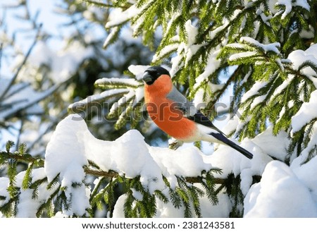 Little bird perching on branch of snowy fir. The common bullfinch, winter time