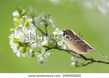 Little bird perching on branch with white flowers of blossom cherry tree on green background. The sparrow. Spring background