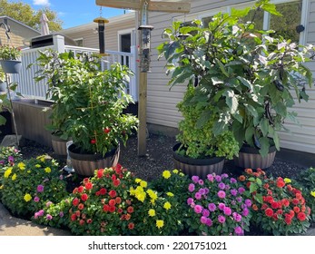 A Little Bird Sanctuary In A Backyard Garden Of A Home. There Are Different Bird Feeders, Colorful Dahlias, And A Vegetable Garden.