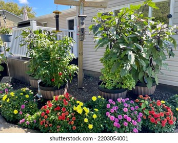 A Little Bird Sanctuary In A Backyard Garden Of A Home. There Are Different Bird Feeders, Colorful Dahlias, And A Vegetable Garden.