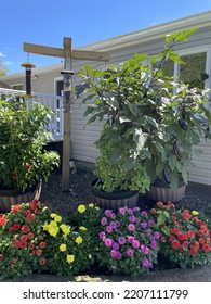 A Little Bird Sanctuary In A Backyard Garden Of A Home. There Are Different Bird Feeders, Colorful Dahlias, And A Vegetable Garden.