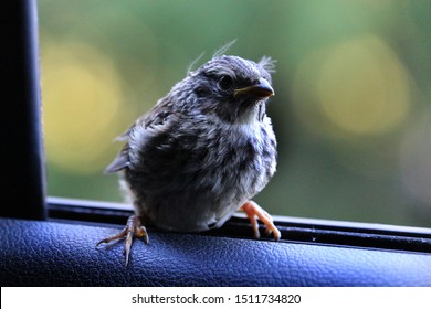 Little Bird Saying Hi At The Car's Window