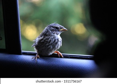 Little Bird Saying Hi At The Car's Window 