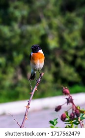 A Little Bird Sits On A Branch. Bird Of The Genus Saxicolinae In Spring. A Bird With A Black Head, Black Wings, An Orange Breast. Spring City Landscape. Flytrap