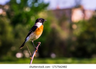 A Little Bird Sits On A Branch. Bird Of The Genus Saxicolinae In Spring. A Bird With A Black Head, Black Wings, An Orange Breast. Spring City Landscape. Flytrap