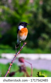 A Little Bird Sits On A Branch. Bird Of The Genus Saxicolinae In Spring. A Bird With A Black Head, Black Wings, An Orange Breast. Spring City Landscape. Flytrap