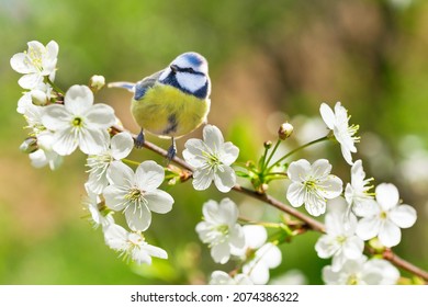 Little bird sitting on branch of blossom cherry tree. The blue tit ( Parus caeruleus). Spring time