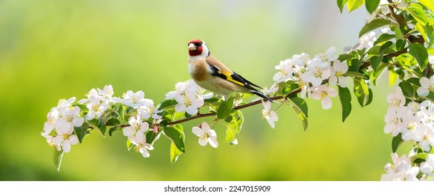 Little bird sitting on a branch of blossom apple tree. The European Goldfinch - Shutterstock ID 2247015909