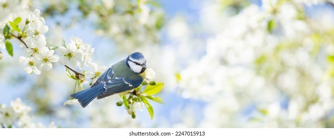 Little bird sitting on branch of blossom cherry tree. The blue tit. Spring time