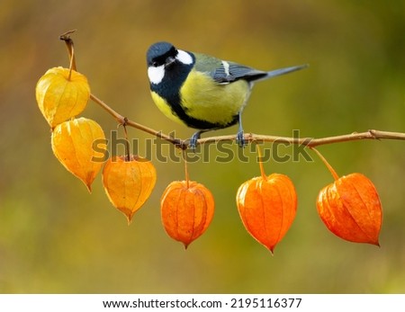 Little bird sitting on branch of physalis . Great Tit.  Autumn time