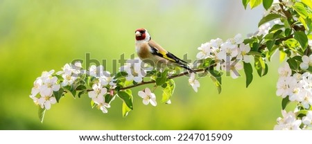 Little bird sitting on a branch of blossom apple tree. The European Goldfinch
