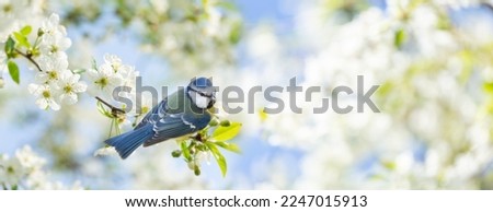 Little bird sitting on branch of blossom cherry tree. The blue tit. Spring time