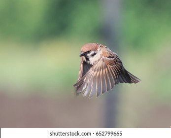 Little Bird Sparrow Flies Spread Their Feathers And Wings In Spring Garden