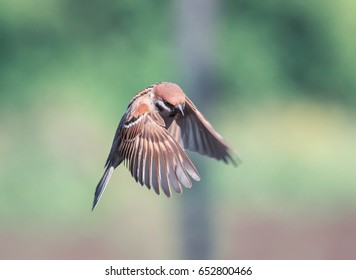 Little Bird Sparrow Flies Spread Their Feathers And Wings In Spring Garden