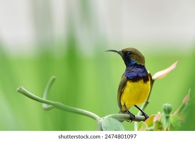 The little bird .Little Spiderhunter, long bill bird, perched on small branch . selective focus. - Powered by Shutterstock