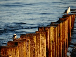 Little Bird Standing On Wooden Wave Breaker In Portobello, Edinburgh, At Sunrise