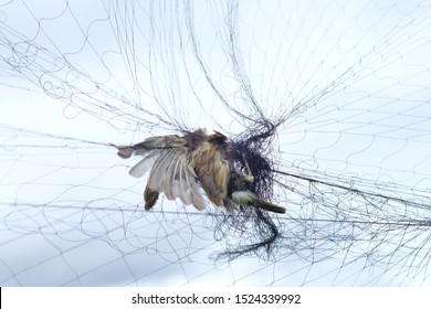 Little Bird Stuck Die On Netting Stock Photo (Edit Now) 1524339992 ...