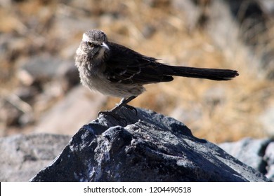 Little Bird Taken From ESO La Silla Observatory (Chile).