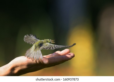 Little Bird Taking Off From The Palm To Go Free.