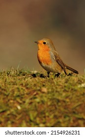 A Little Bird That Attends All The Photography Sessions And That We Often Despise